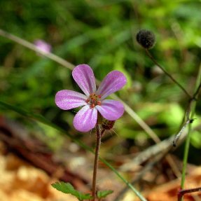 �����������: ����������